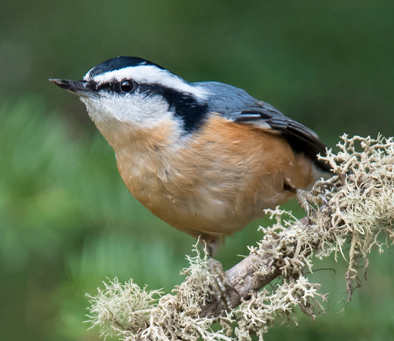 red-breasted-nuthatch